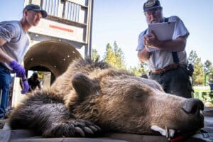 A remote controlled grizzly charges a middle schooler practicing with an inert bear spray canister at an educational event in Seeley Lake, MT. (Photo credit Rob G. Green)